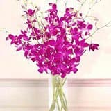 Purple Dendrobium Orchids