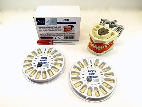 Typodont Dental Model 860 with Upper Lower Replacement Set Ivorine Teeth Complete Kit ARTMED by ARTMED
