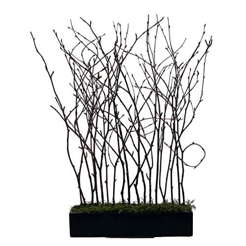 24" Natural Birch Twig Arrangement in Modern Black Rectangular Pot