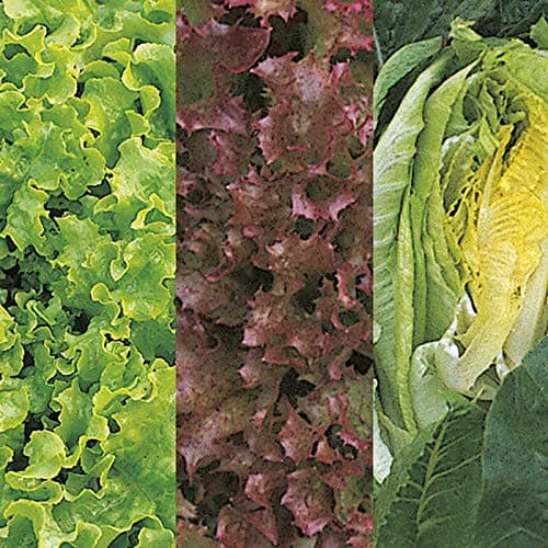 Gardeners Kitchen - Lettuce Plants - 'Mixed' 6 X Medium Plug Vegetable Plants