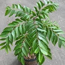 Curry leaves tree live plant || plant saplings (pack of 2)