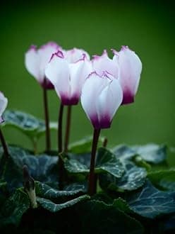 Cyclamen Imported Flower Bulbs for Home and Gardening Pack of 2 Bulbs