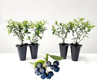 Pink Lemonade Blueberry (Top Hat)