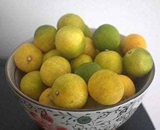 Green View® Bonsai Kumquat Plant, Live Grafted Nagami Kumquat Tree for Home Garden & Indoor Decoration, Dwarf Citrus Fruit Plant, Sweet & Tangy Mini Orange