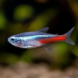 Swimming Creatures™ Neon Tetra (Paracheirodon innesi) Freshwater Aquarium Fish Live (Approx. Size 1.5-2 cm)