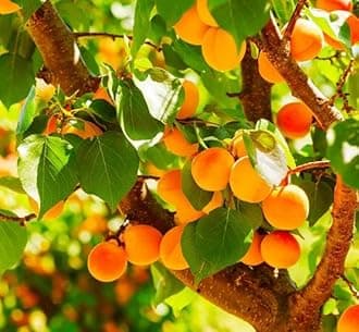 Apricot Katy Tree, Produces Fruit, Prunus Armeniaca 3-5ft 5 Gallon Potted