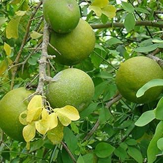 Mphmi Bel Tree, Bilva Patra, Bel Patra Plant (Grown Through) - Plant