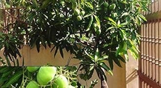 Creative Farmer Live Plant Mango Priyur Famous Varieties of Indian Mangoes Exotic Outdoor Plants Garden Plant(1 Healthy Live Plant)
