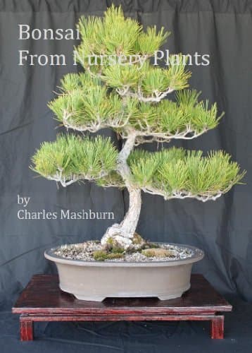 Bonsai From Nursery Plants