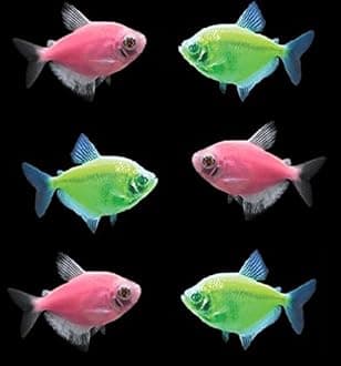 GloFish Live Fish Collections (Tetra Tulip)
