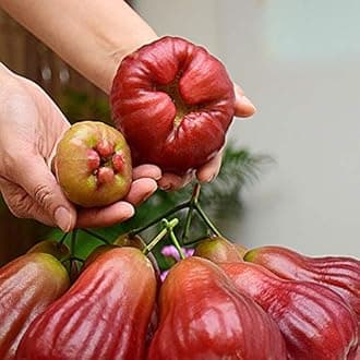 Creative Farmer Live Plants Java Apple Fruit Perfume Wax Apple Fruit Plant Exotic For Home Garden (1 Healthy Live Plant)