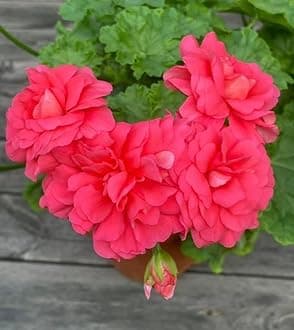 Geranium Imported Flower Seeds For Home Gardening | Pack Of 50 To 70 Seeds (Bombshell Red)