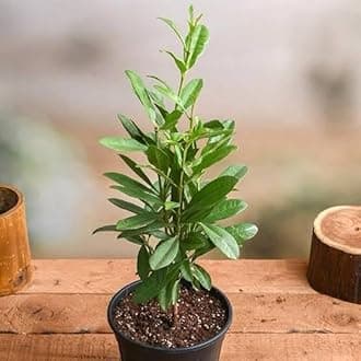 Live Allspice Plant (Pimenta dioica), 30-45 cm, Tropical Aromatic Herb with Glossy Leaves, Indoor/Outdoor Growing