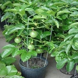 SANJUS 1 Healthy Plant Delicious Hybrid Passion Fruit LIve Plant Immunity Booster Fruit Plant