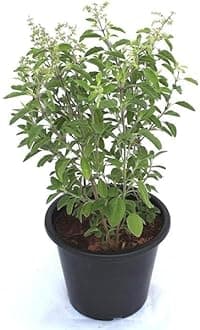 Vedante Bliss Live Ayurvedic Tulsi Holy Basil PLANT Live Tulsi Indian Holy Basil for Outdoor Garden Pooja with Black Pot Live PLANT