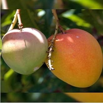 Sarika Nursery Taiwan red apple mango- rumani mango plant|Grafted Hybrid Mango Plant
