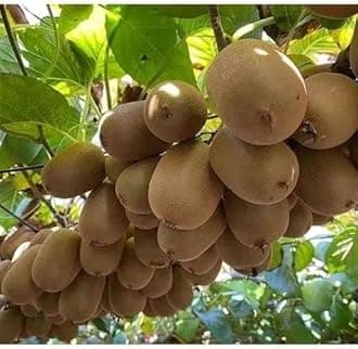 Greenursery Kiwi Fruit Live Plant original Variety For Home Dwarf Seedless Plants & Tree Outdoor Living Indoor Plants (2)