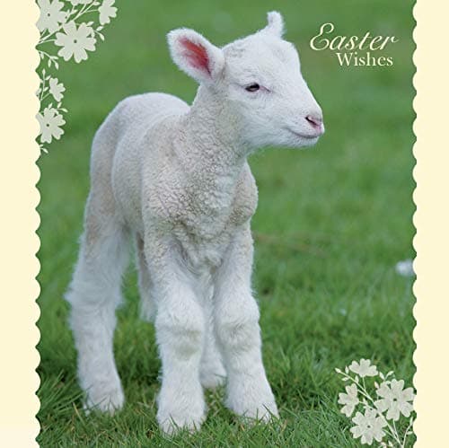 Spring Lamb Easter 5 Card Pack