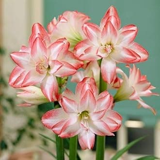 LIVE GREEN Blossom Peacock Amaryllis Lily+Free Special Fertilizer Powder Flower Bulbs Pack Of 9