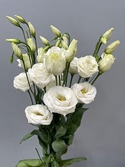 Lisianthus Flower Seeds for Home and Gardening Pack of 40 to 50 seeds (WHITE)