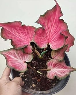 Ritz Farming® Beautiful Caladium flower bulbs multicolor shade 16 Flower Bulb For Indoor & Outdoor Gardening Pack of 1