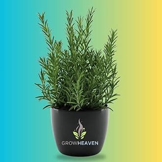 Live Rosemary Live Plant Ornamental, Mosquito Repellent, A Wonderful Herbs and medicine for Any Kitchen Garden Plant With Black Plastic Pot (ROSEMARY LIVE PLANT)
