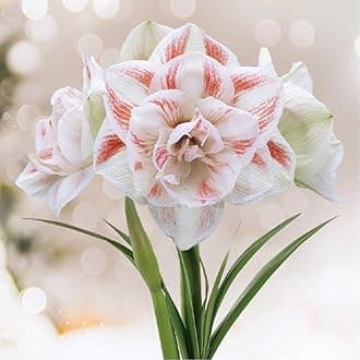 Double Amaryllis Flower Bulbs for Growing - 3 Double Amaryllis Flowers Bulbs - Fragrant Flower Bulbs for Home Garden - Low Maintenance Flower Bulbs | Flowering Bulbs