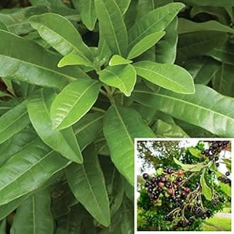 LIVE Allspice Plant -Wondering plant combined the flavour of Cinnamon, Nutmeg and Cloves