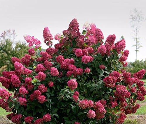 Amazing Plants / - Fire Light Hydrangea paniculata 'SMHPFL' Proven Winners, Quart Pot