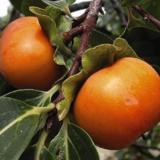 Delicious Fruit Persimmon Kaki Tree - Non-Astringent Sharon Fruit - Self-Fertile - Hardy and Ornamental - Easy to Grow - 1x 7 Litre Potted Plant by Thompson & Morgan