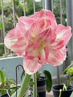 Oakwood Farms � Imported Amaryllis Lily White & Pink Color Flower Bulbs For Gardening (Pack Of 5 Bulbs)