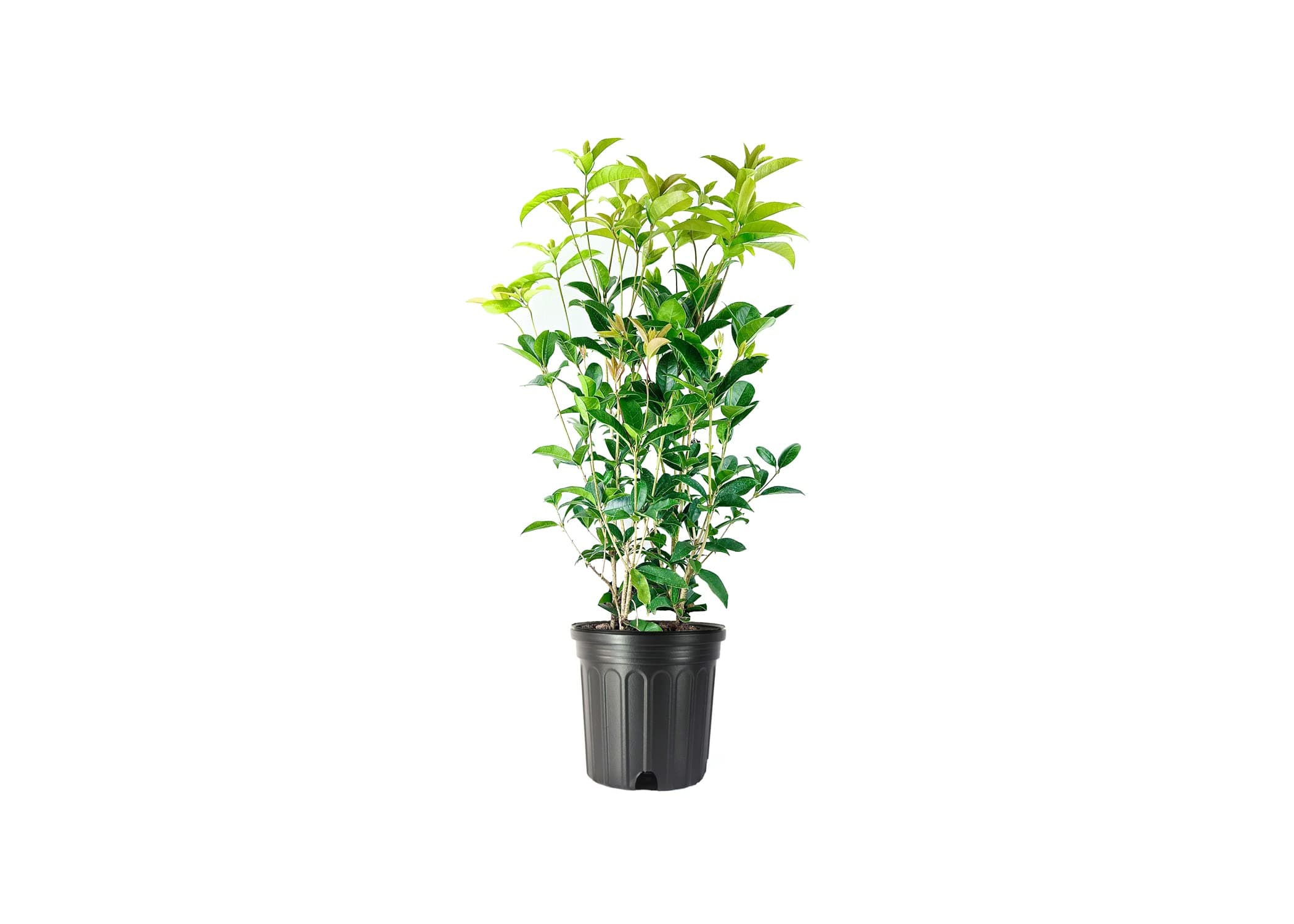 Fragrant Tea Olive Shrub | 2 Extra Large 3 Gallon Plants | Osmanthus Fragrans Blooming Specimen