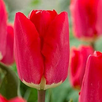 Tulip Fostery King Bulbs – Pre-Chilled Since Fall for Faster Blooms | Red & Golden Yellow Flowers for Stunning Spring Gardens | Easy to Grow, Beautiful Perennial (6 Pack)
