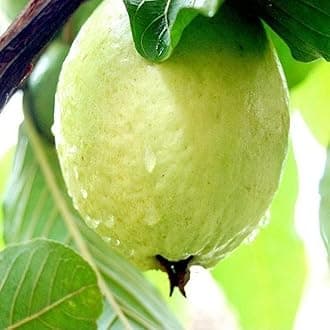 Guava Plant Hybrid Air Layering, 1 Plant (Sadar/Lucknow-49)