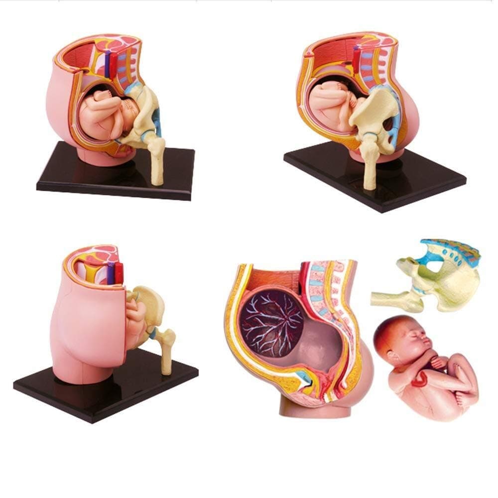 Experimental Teaching Research Tools Puzzle Assembling Toy - Pregnancy Anatomical Models - 27 Detachable Parts Human Organ Anatomical Models - for Study Display Teaching Medical Model,Lab Equipment