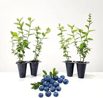 Pink Lemonade Blueberry (Chandler)