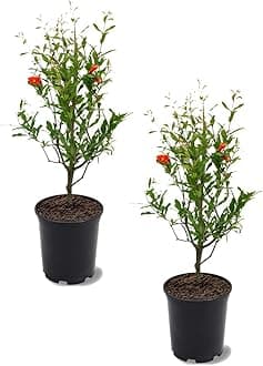 Parfianka Pomegranate Tree, Fruit Bearing, Hardy, 1 gal Nursery Pot, 12-18 in Tree Height (Due to Agricultural Laws, we Cannot Ship to CA, AZ, AK, or HI), 2 Pomegranates