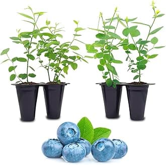 Pink Lemonade Blueberry (Biloxi)