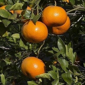 Sweet Tangerine Plant, Live 2 to 3 Ft Tangerine Fruit Tree, Grafted Tangerine Citrus Tree Plant