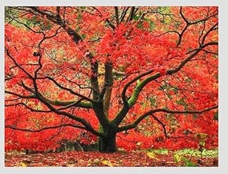 Japanese Red Maple Live Plant – 1-2 Ft Tall Tree in 3 Inch Pot – Outdoor Ornamental Dwarf Red Maple for Landscaping, Patio, Garden or Bonsai Starter – Hardy Deciduous Shade Tree