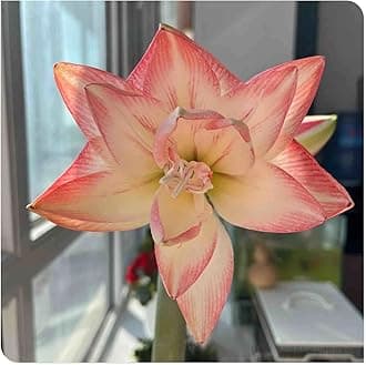 Amaryllis for Planting Now UK Perennial Good for Containers Excellent Display Plant Bulbs Ornamental Greening Flower Natural Organic Easy Plant Perennial -1bulb-L