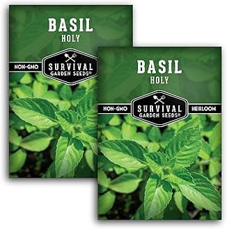 Holy Basil Seed for Planting - Indian Sacred Herb Tulsi Seeds to Grow in Your Home Vegetable Garden - Non-GMO Heirloom Variety - Survival Garden Seeds (2 Packs)