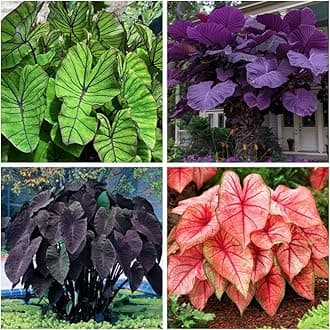 Large-Leaf Elephant Ear, Garden Decorative Planting-c-2 Bulbs