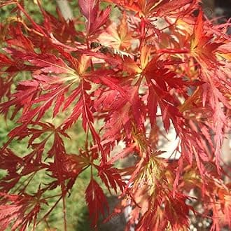 Acer palmatum 'Seiryu' Japanese Maple Deciduous Garden Shrub Plant | 9cm Pot
