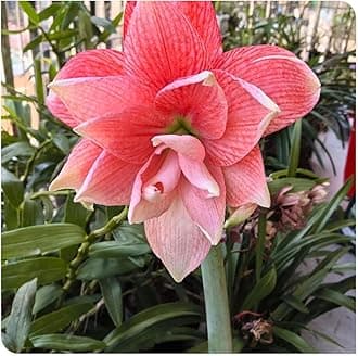 Amaryllis for Planting Now UK Perennial Good for Containers Excellent Display Plant Bulbs Ornamental Greening Flower Natural Organic Easy Plant Perennial -1bulb-D