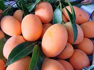 M-Tech Gardens Rare Maparang Exotic Tropical Fruit Live Plant