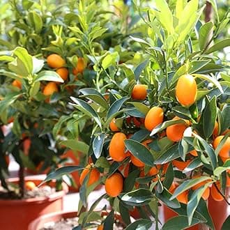 Rare Israel Kumquat Orange Layering Live Plant