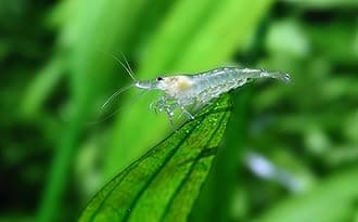 Swimming Creatures 10 Amano-Snow Premium Grade Shrimp - Caridina multidentata VAR. Snow Freshwater Aquarium Shrimp, 100% Live Arrival guarante