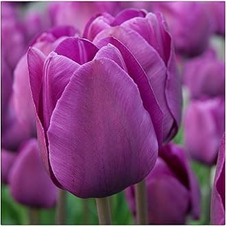 Garden (Tulip for Planting) Indoor or Outdoor Surprise to Grow Pots to Grow Tulip for Fall Planting Simple to Grow Fall or Spring-25 Bulb-U