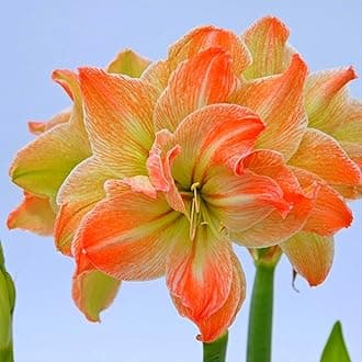 Brilliant Amaryllis Bulbs : Professional for Enhancing Your Garden Decoration-1 Bulb-E